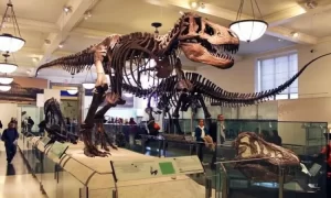 Museum Zoologi: Menemukan Keajaiban Alam di Tengah Kota